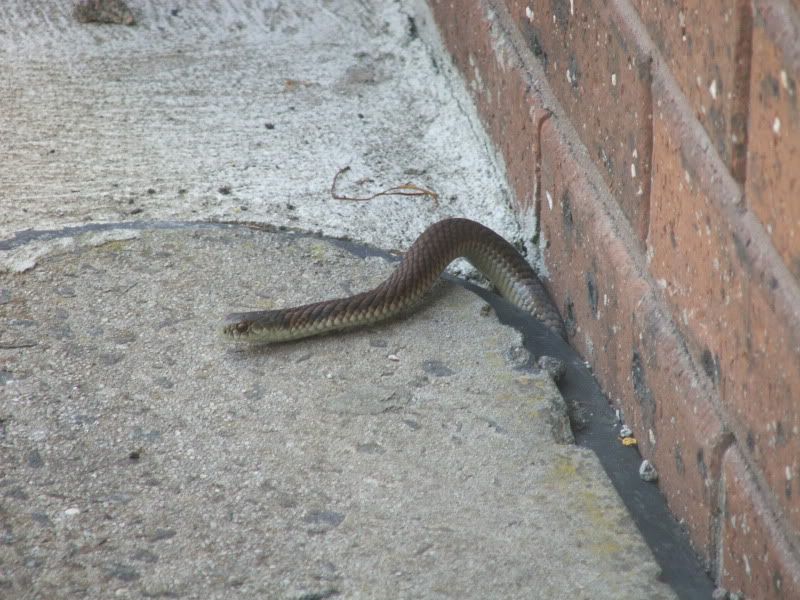 Copperhead in a hole. Aussie Pythons and Snakes